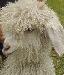 Angora Kid Goat