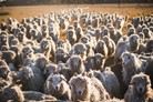 Wagtails Angora Goat Herd